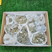 11 pc Pyrite Cubic with calcite flourecent