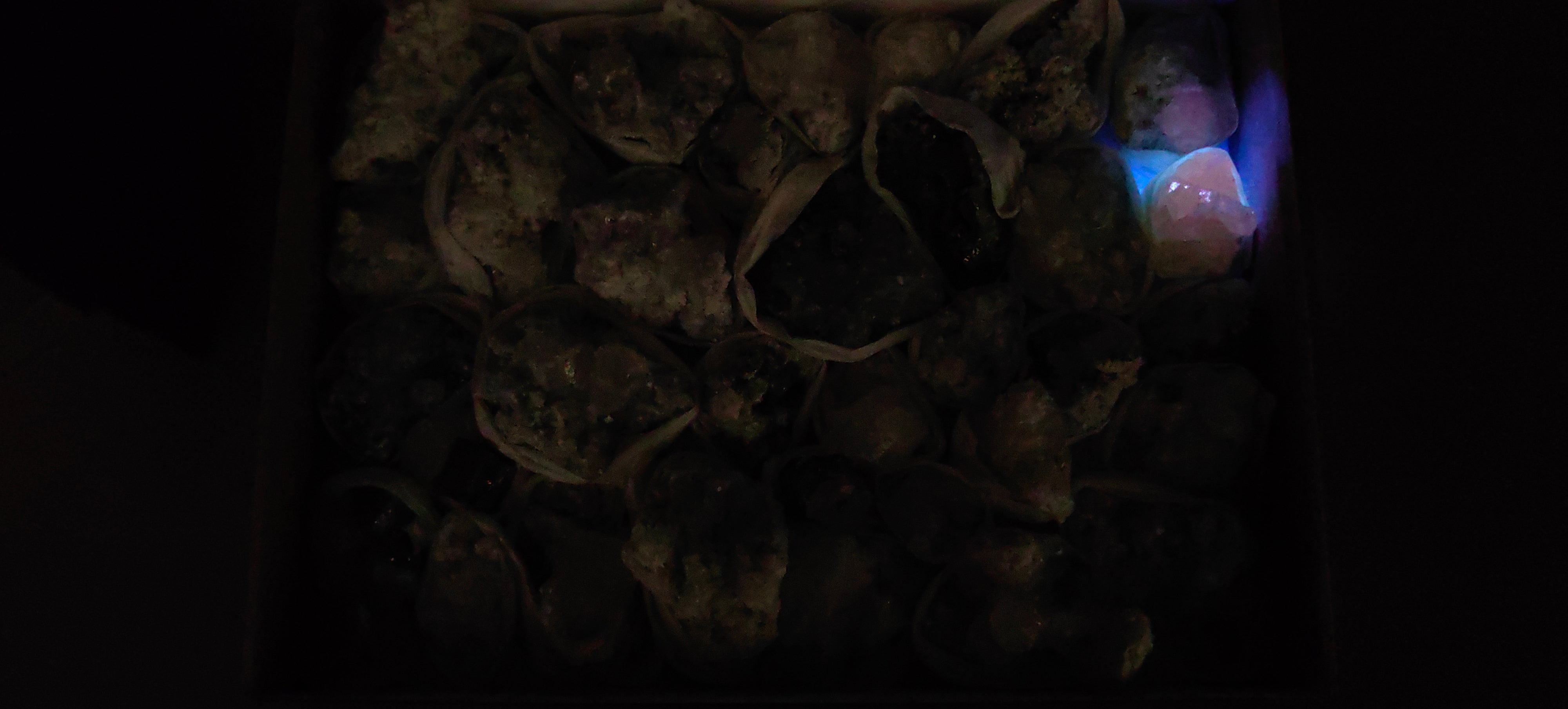 Lot 46 Pcs Pyrite with Calcite*