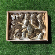 21 pc pyrite flames