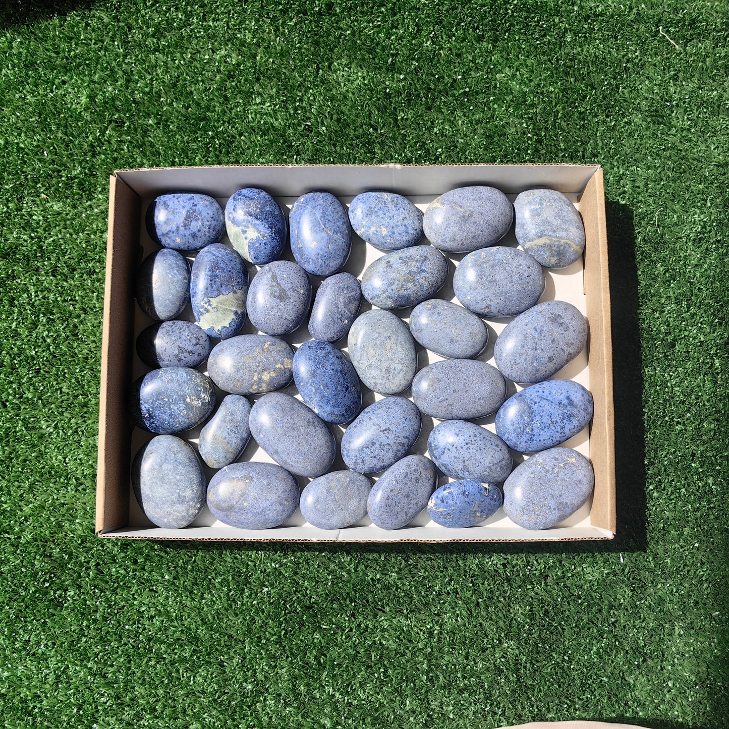 31 pc dumortorite palms