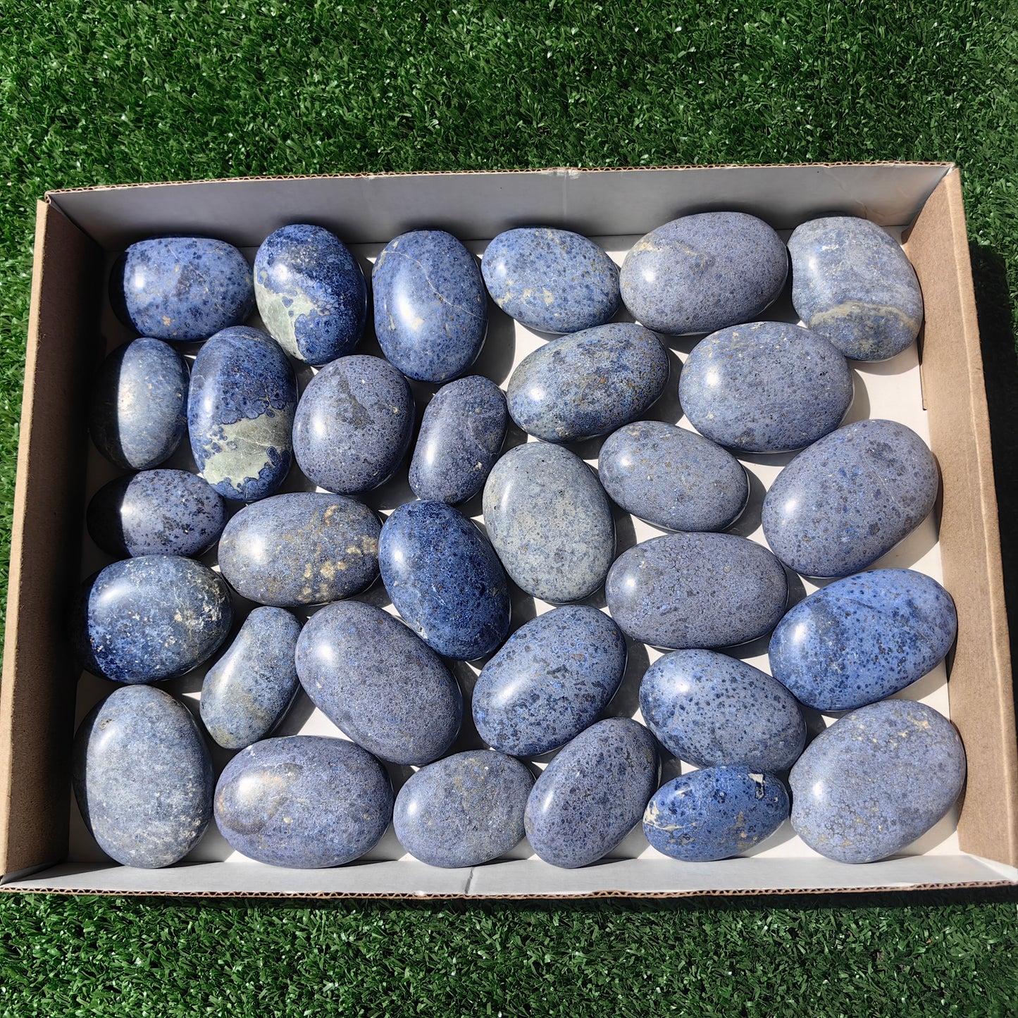 31 pc dumortorite palms