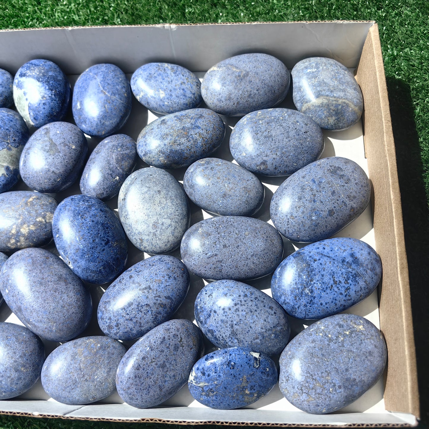 31 pc dumortorite palms