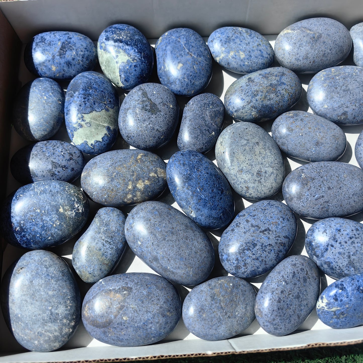 31 pc dumortorite palms