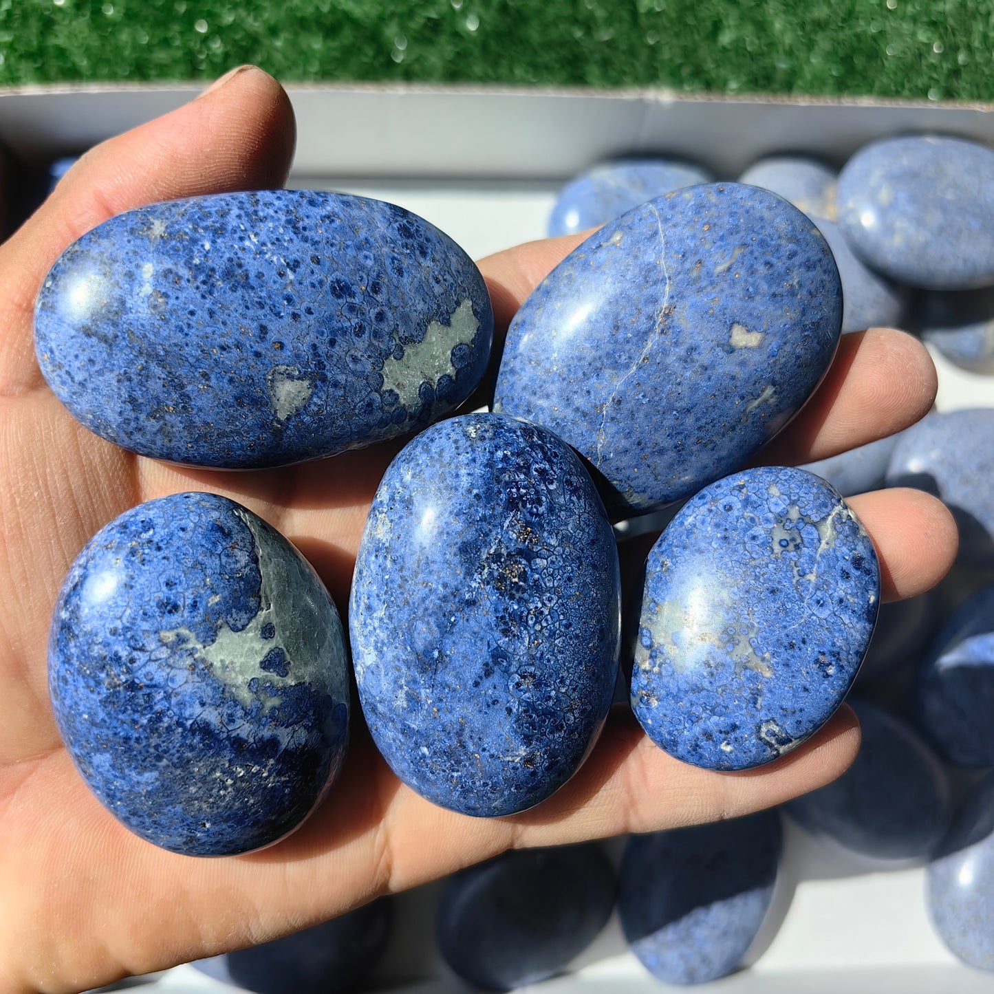 31 pc dumortorite palms