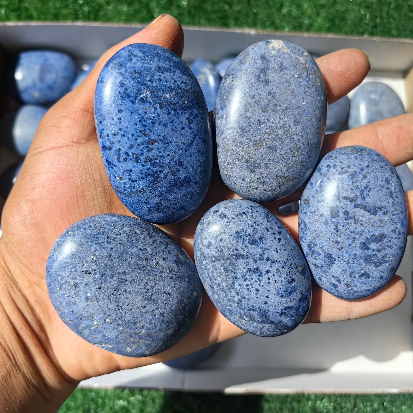31 pc dumortorite palms