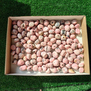 2 kg tumbled rhodonite