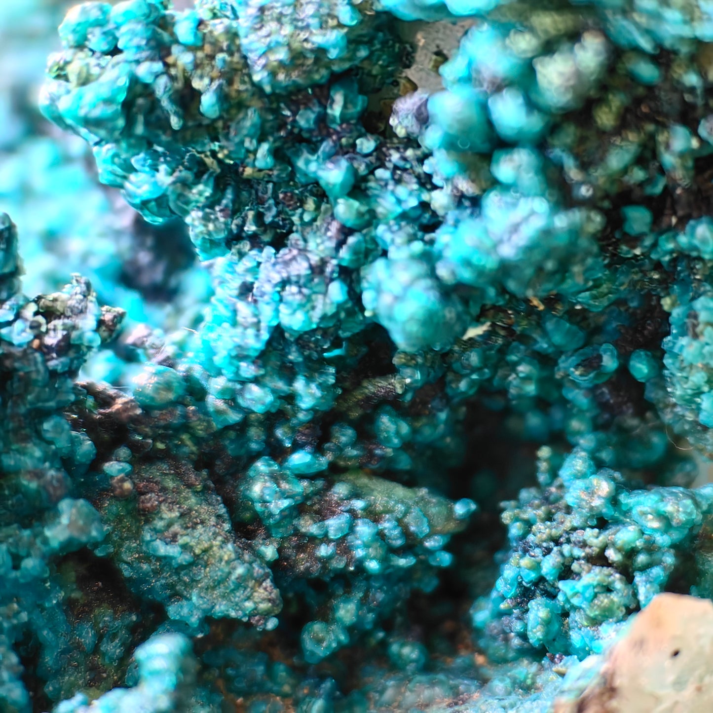 Chrysocolla on Quartz from mine tentadora