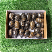 20 pc stramatolite skulls