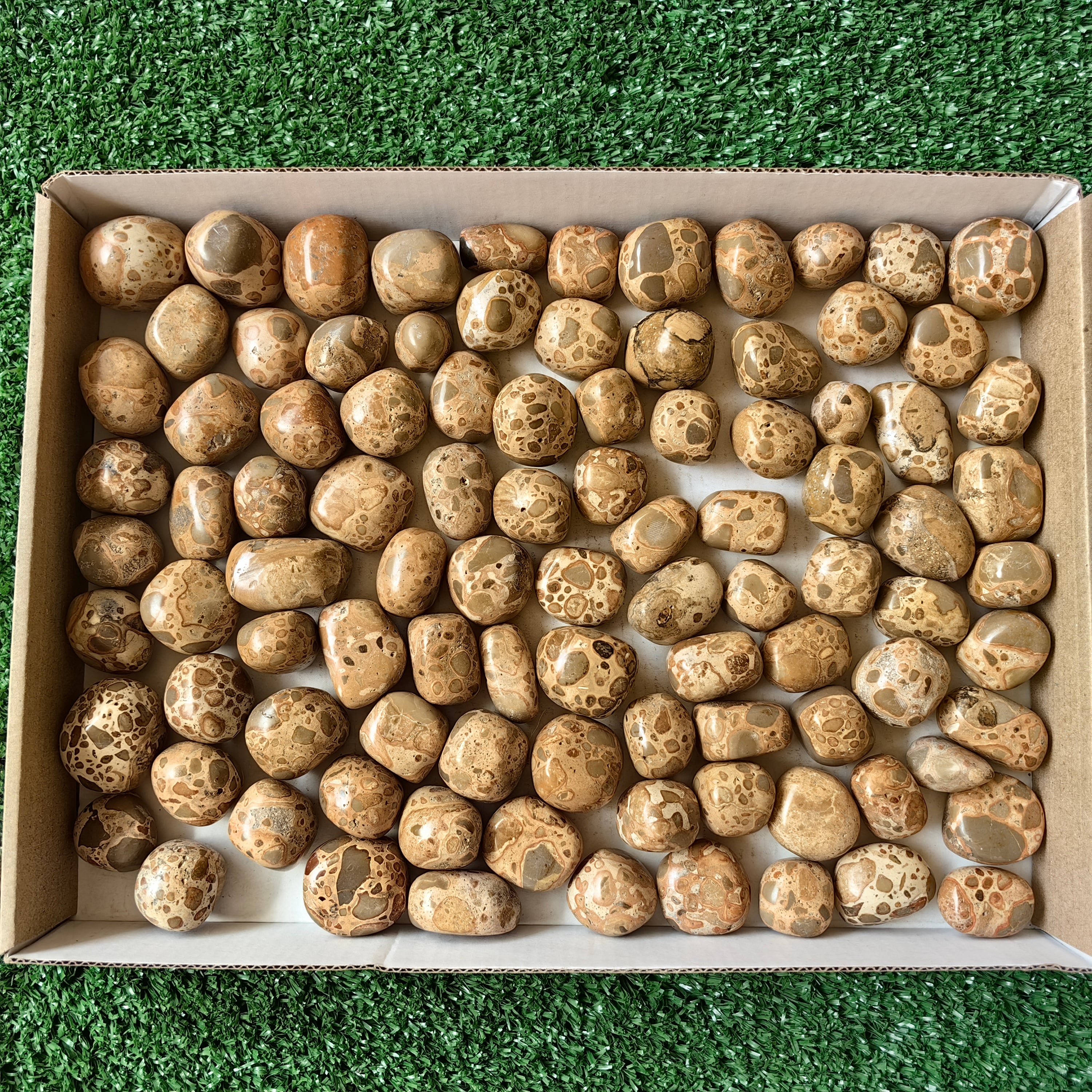 Lot 2 kg Leopardite Tumbled