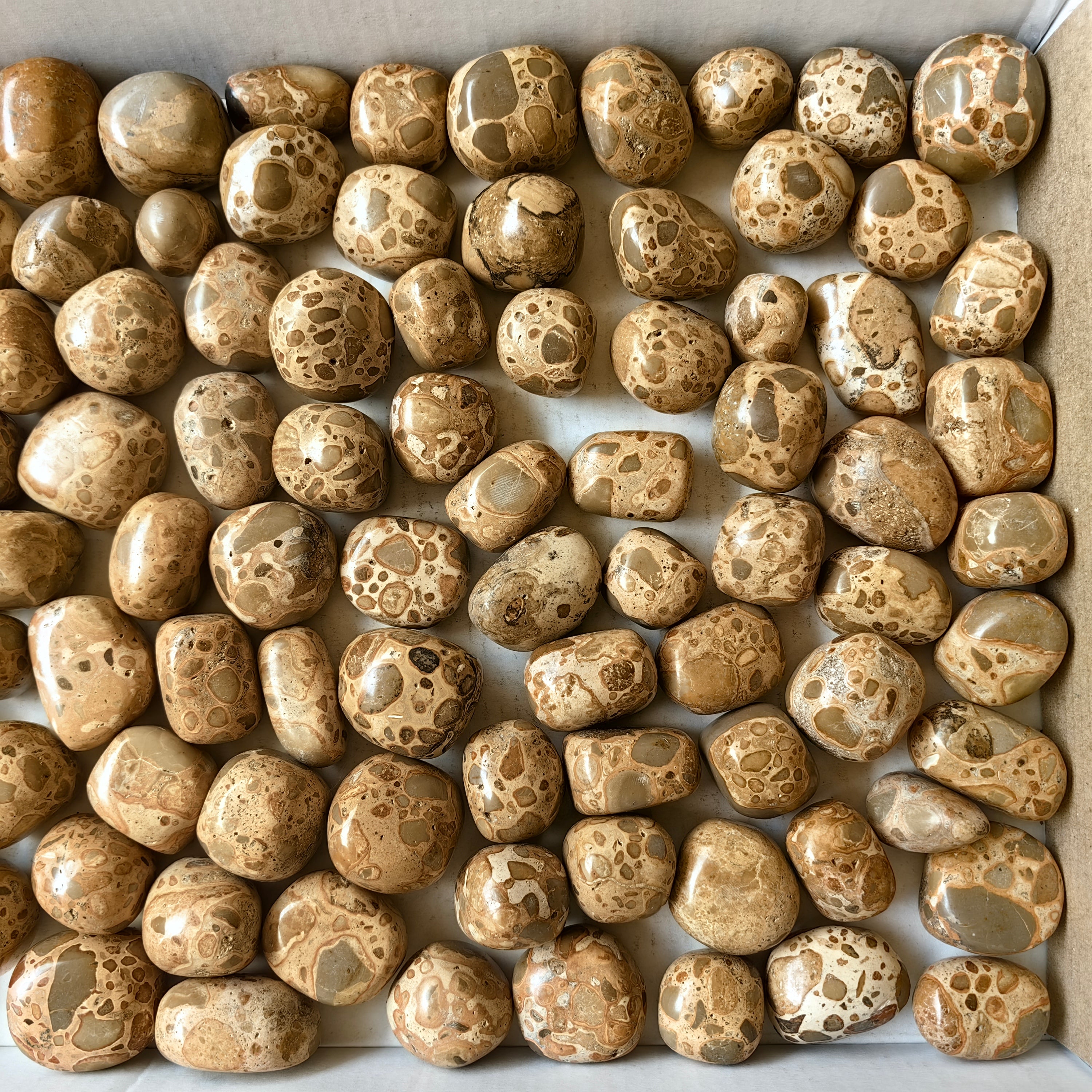 Lot 2 kg Leopardite Tumbled