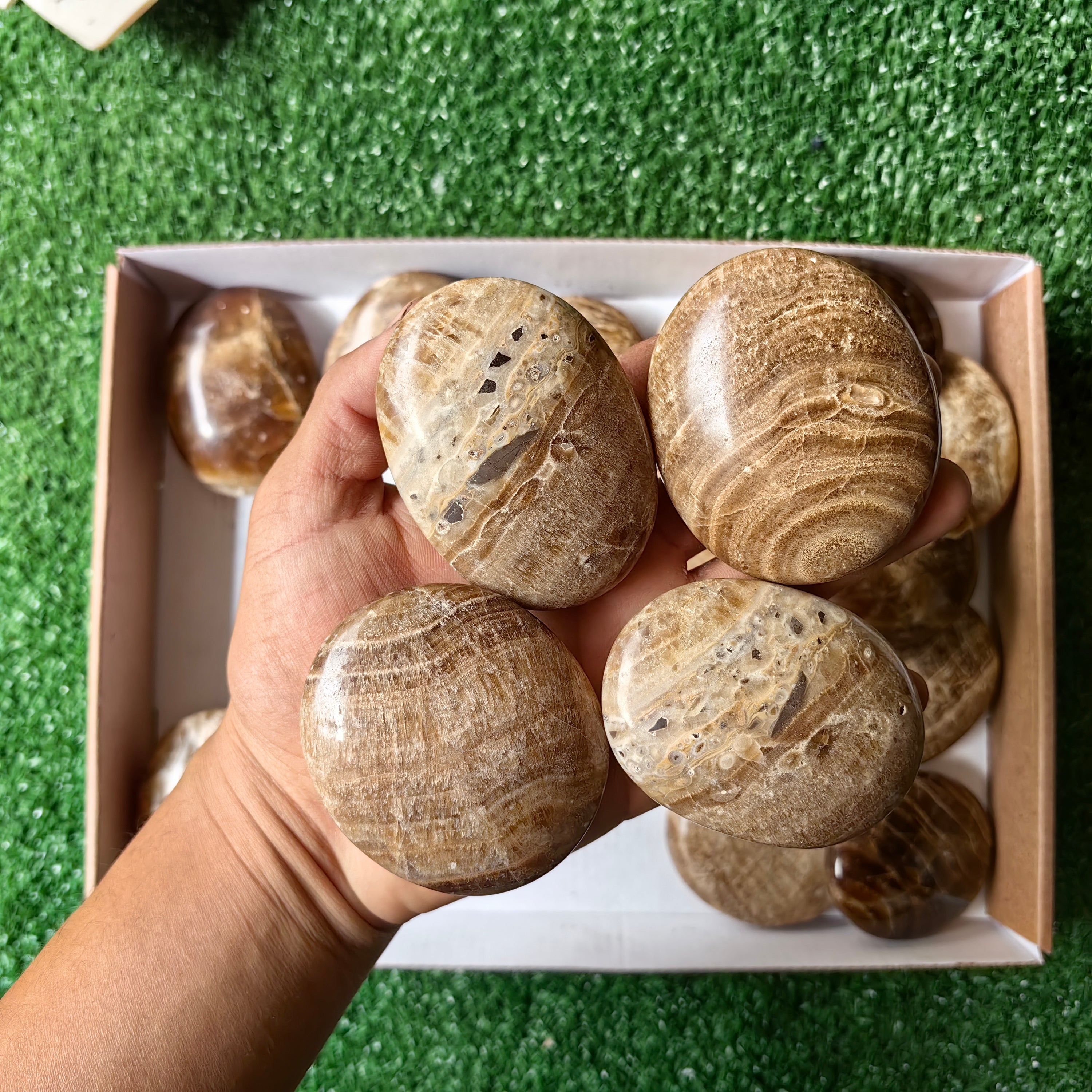 Lot 2.2 Kg Aragonite Palm