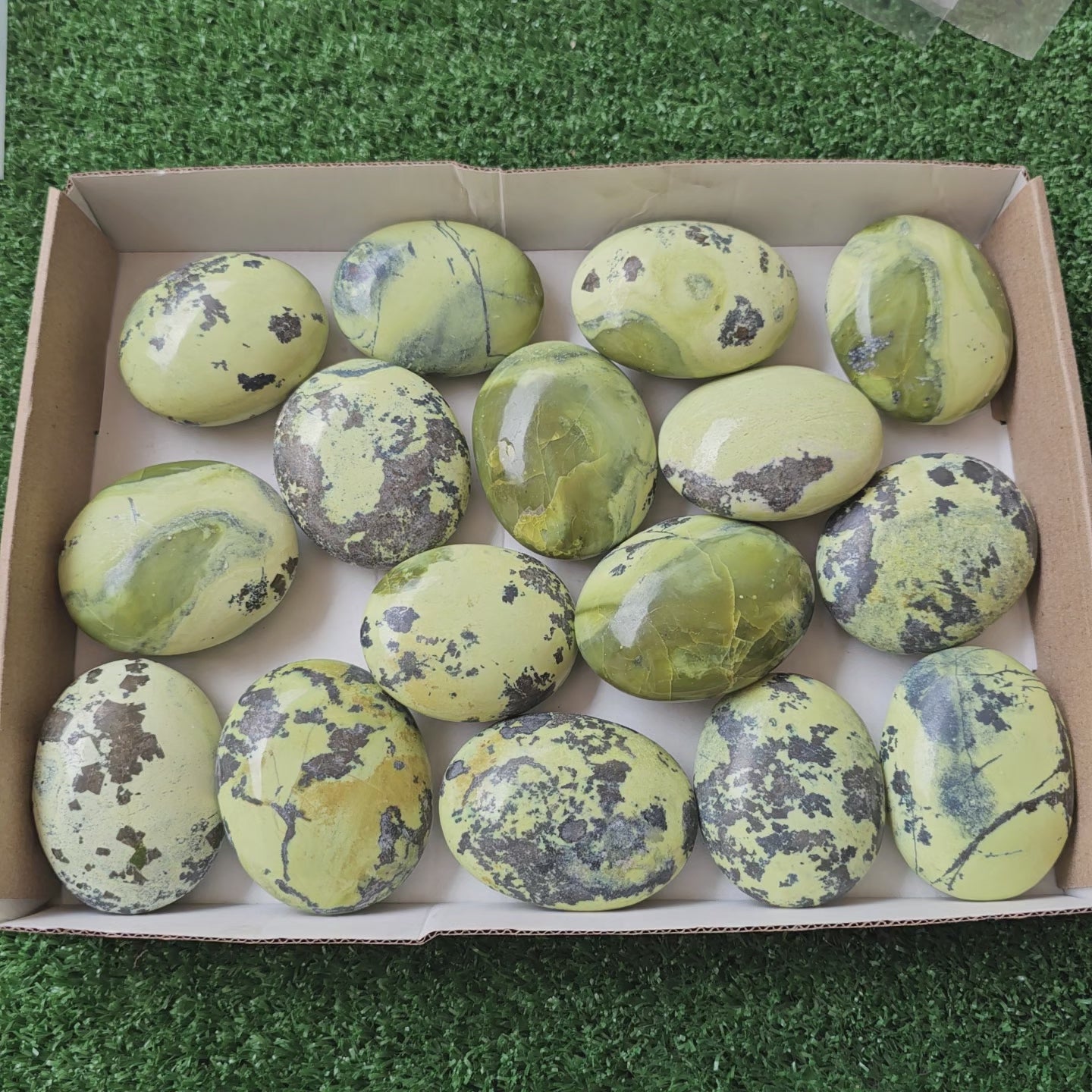 Load video: 16 pc green serpentine palms