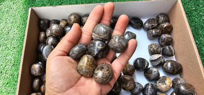 Lot 2.5 kg Tumbled Stromatolite