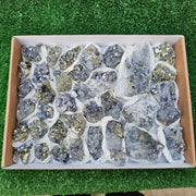 35 pc Galena crystals on octahedral pyrite