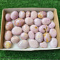29 pc phosphosiderite palms