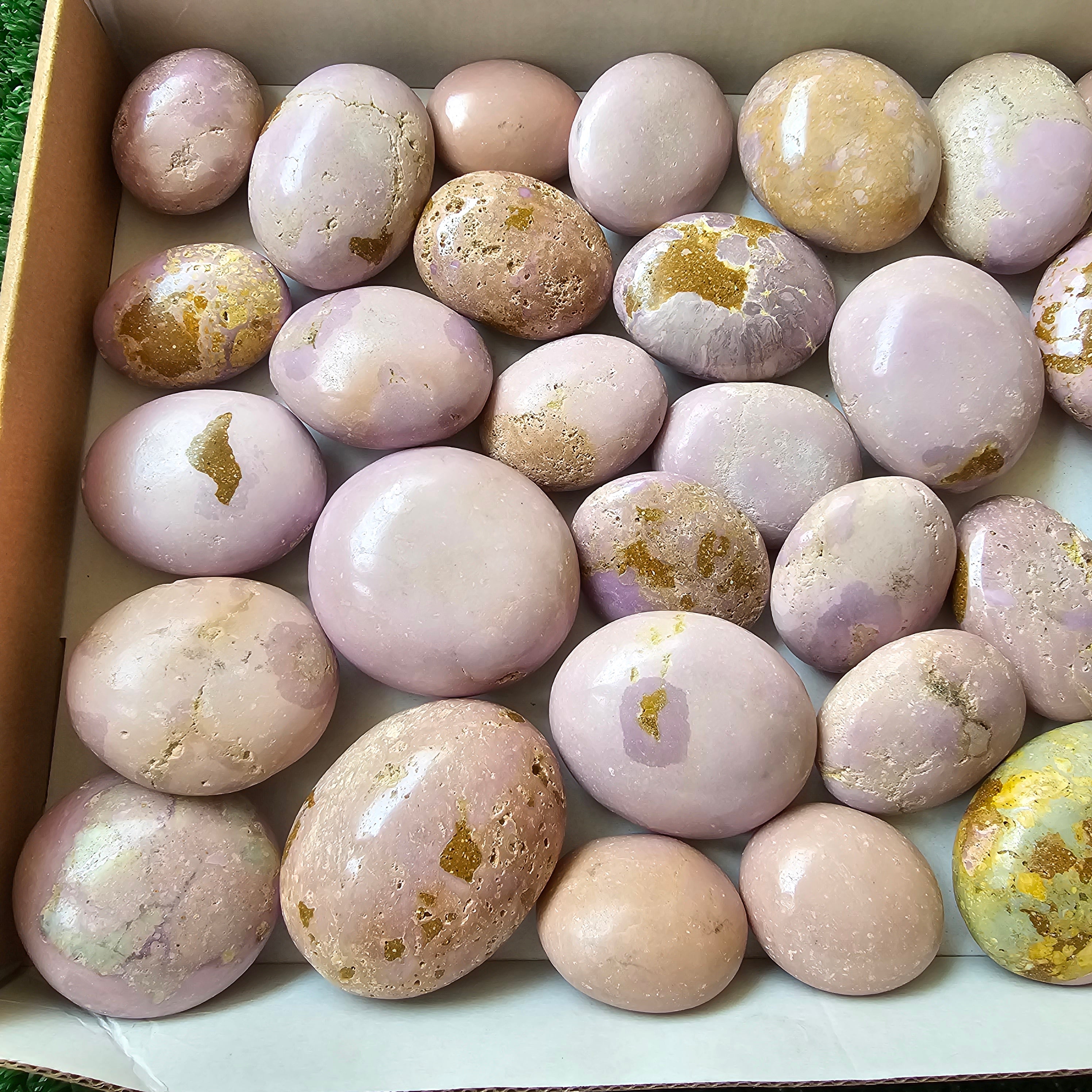 30 pc phosphosiderite palms