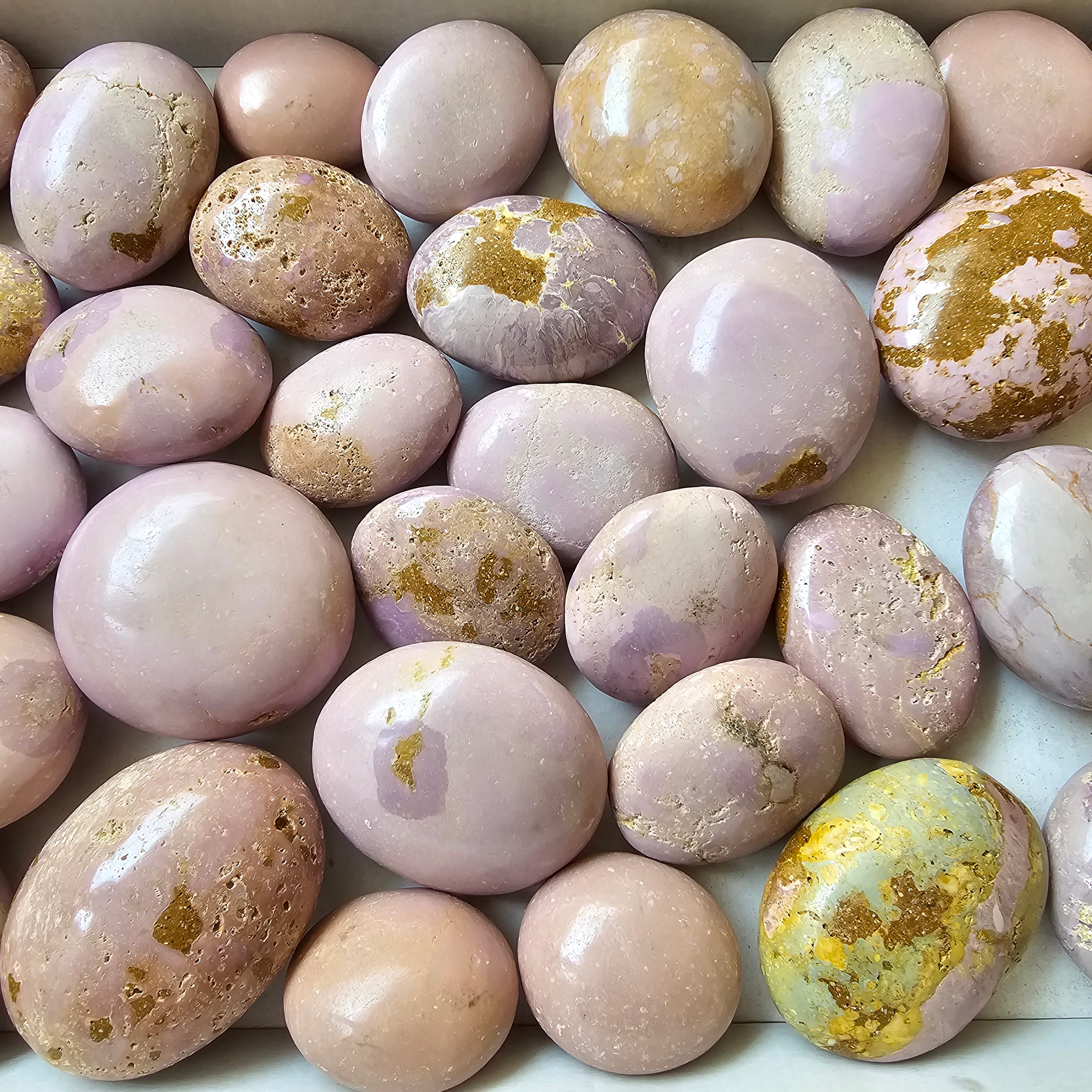 30 pc phosphosiderite palms