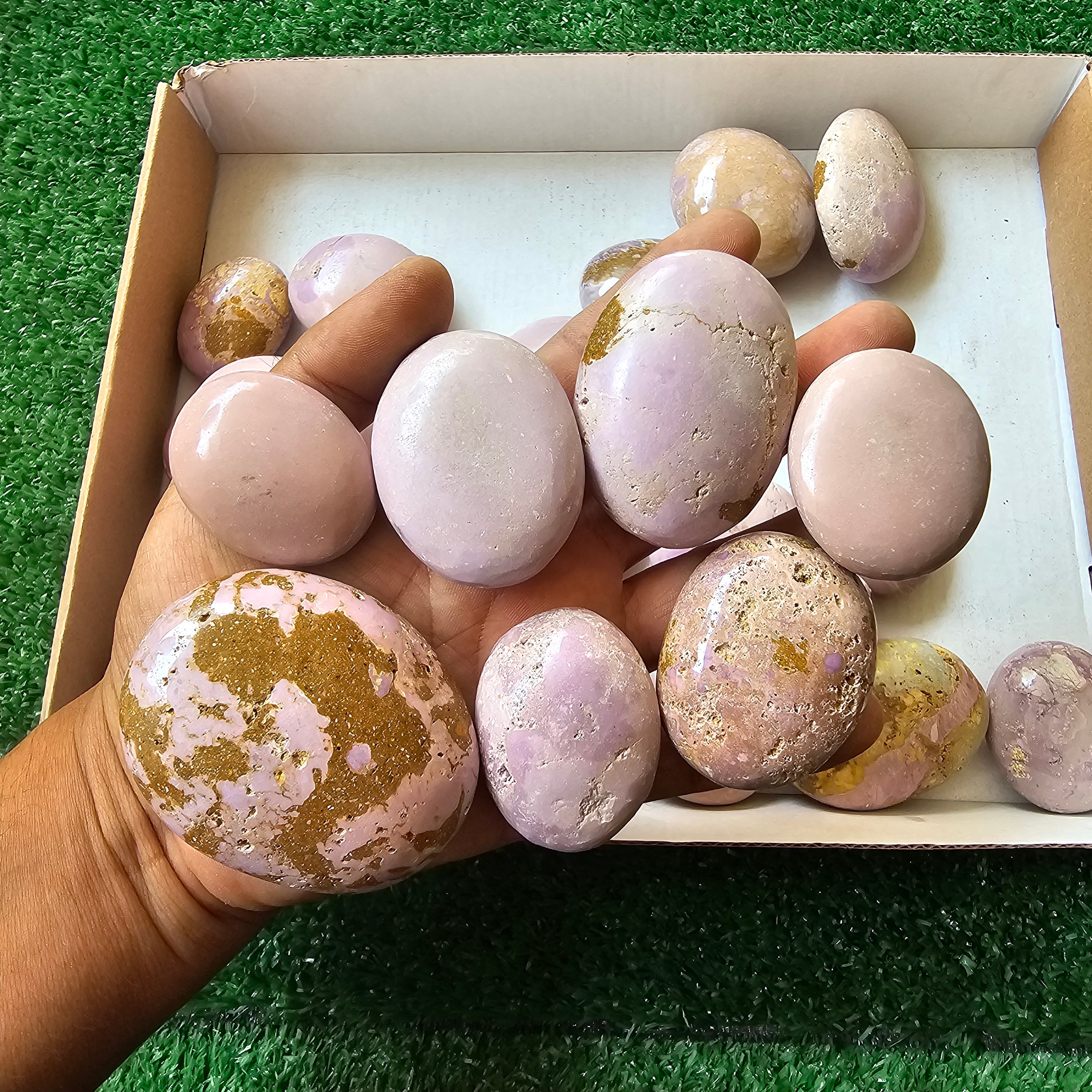 30 pc phosphosiderite palms