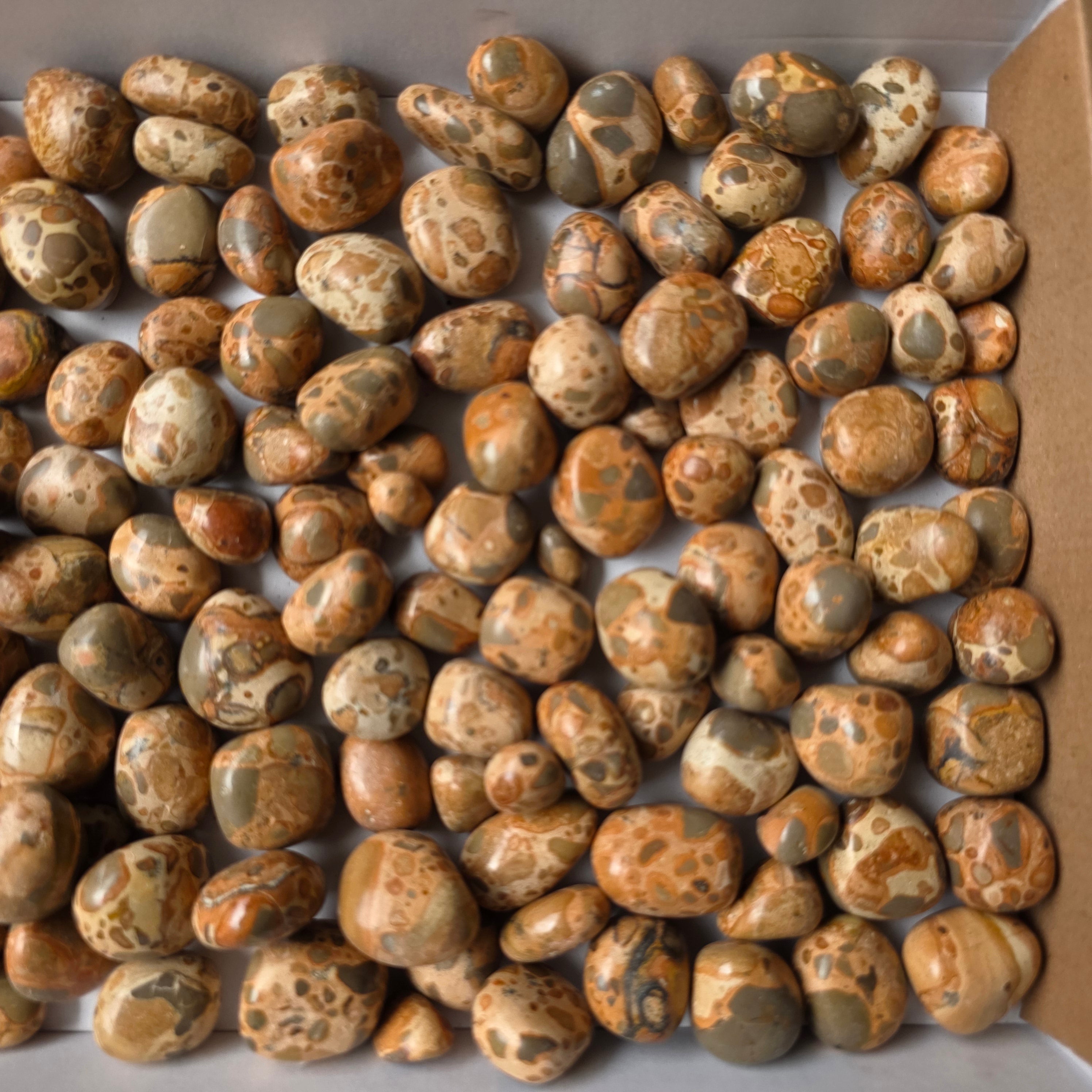 Lot 2 kg Leopardite Tumbled