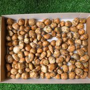 lot 2 kg Jaspe Leopardo tumbled
