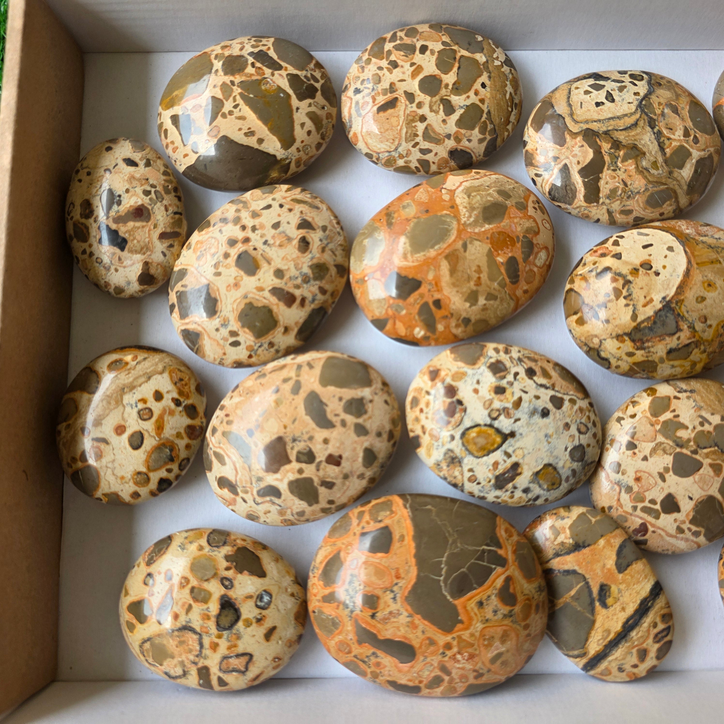 Lot 18 pcs Jaspe Leopardo Palm