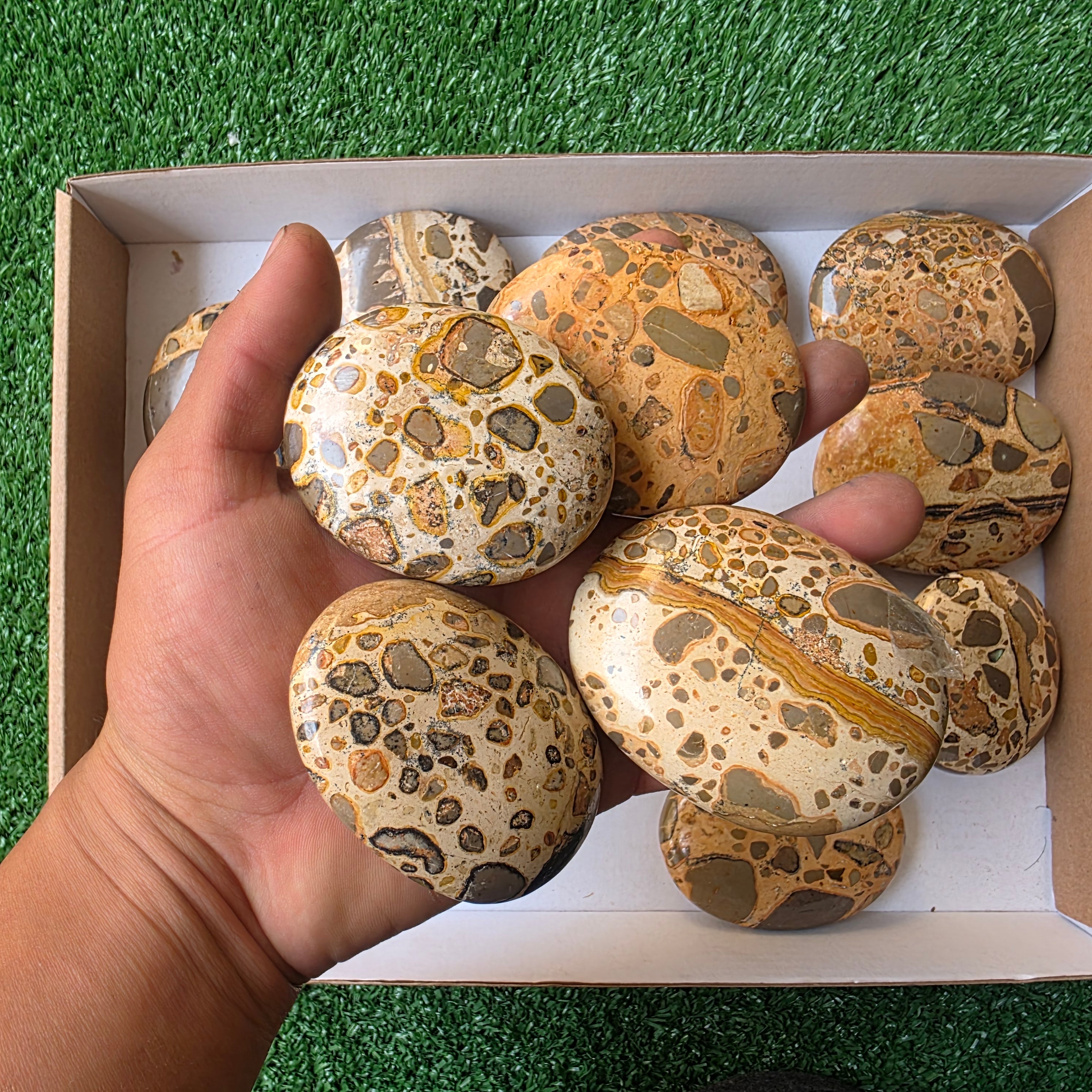 Lot 16 pcs Jaspe Leopardo Palm