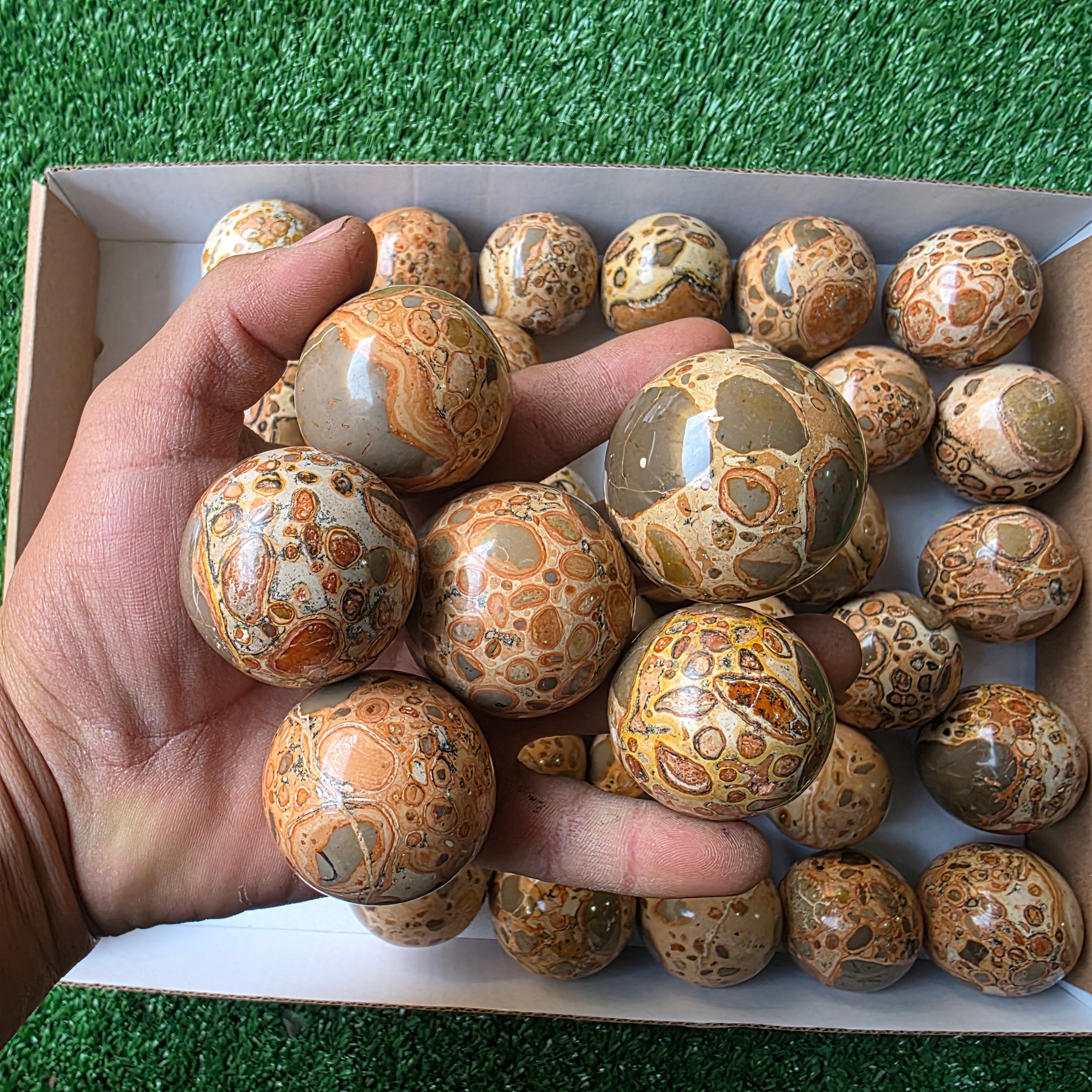 Lot 35 pcs Leopardite Sphere