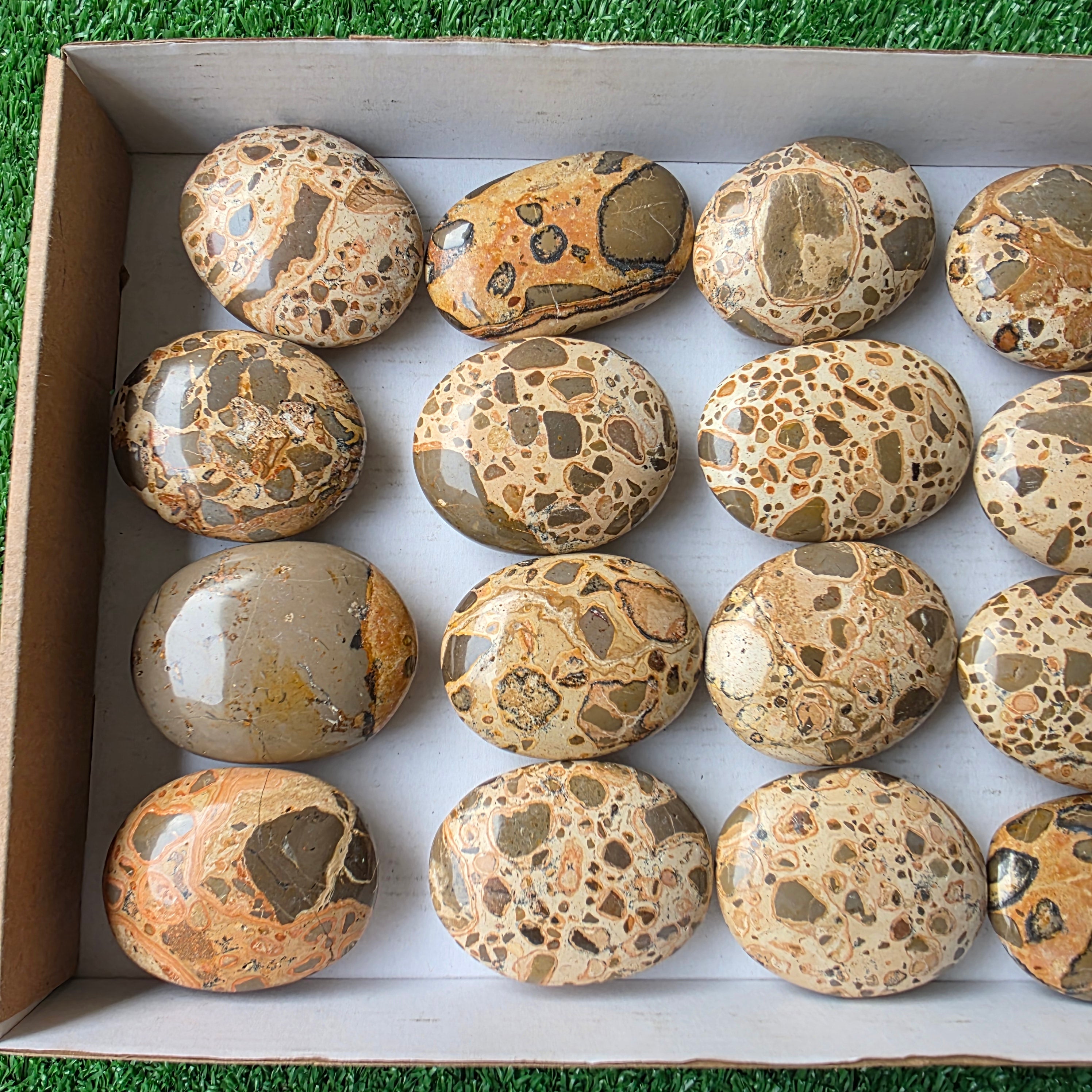 Lot 16 pcs Leopardite Palm