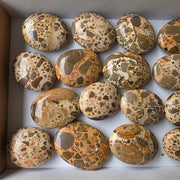 Lot 16 pcs Leopardite Palm