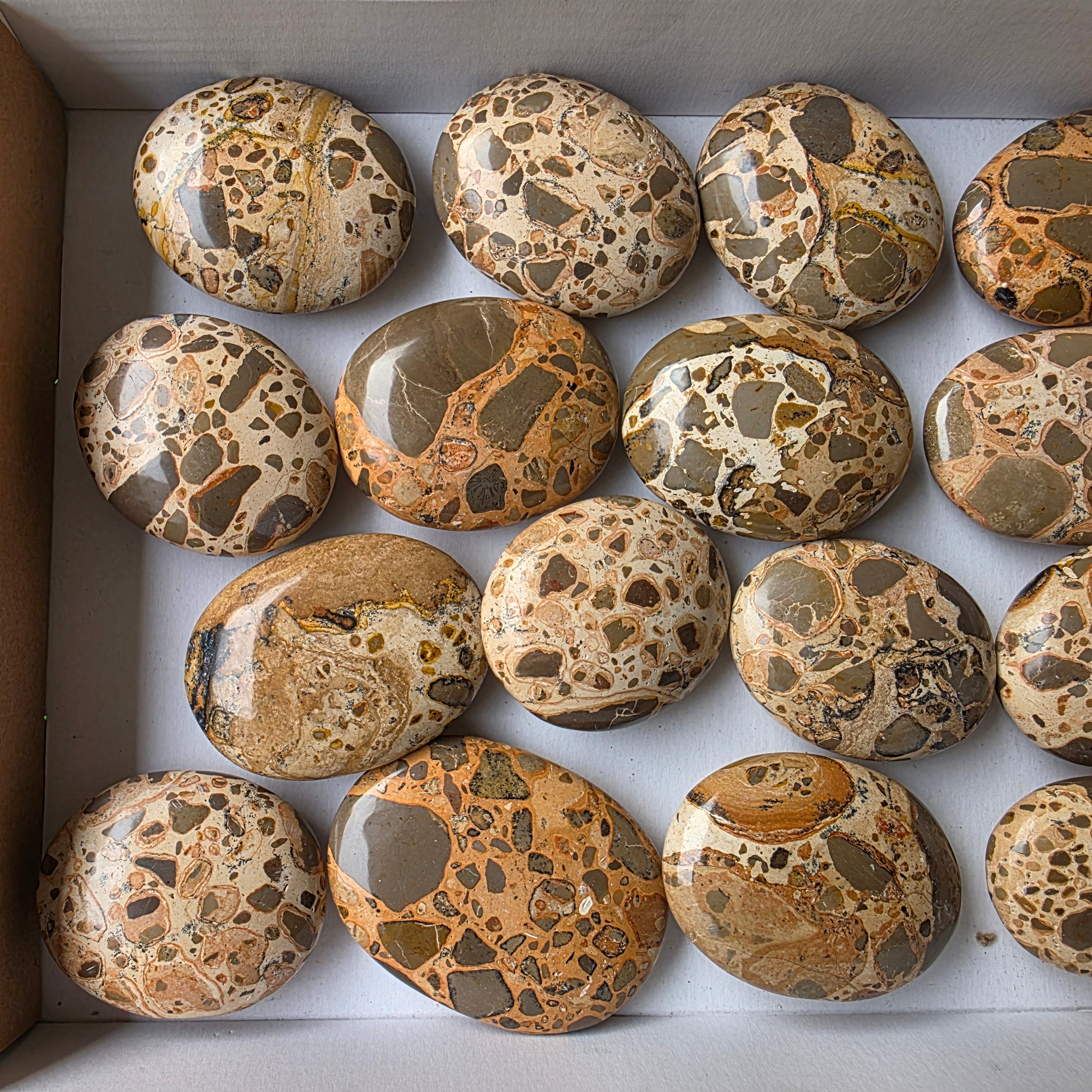 Lot 16 pcs Leopardite Palm