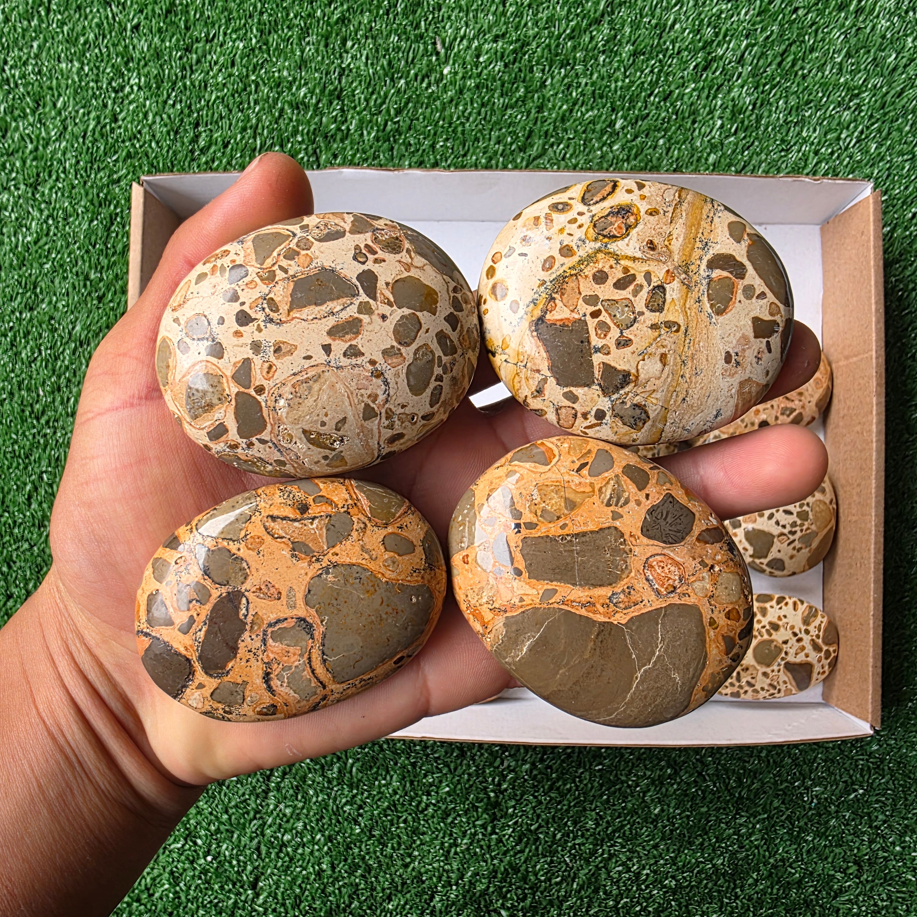 Lot 16 pcs Leopardite Palm