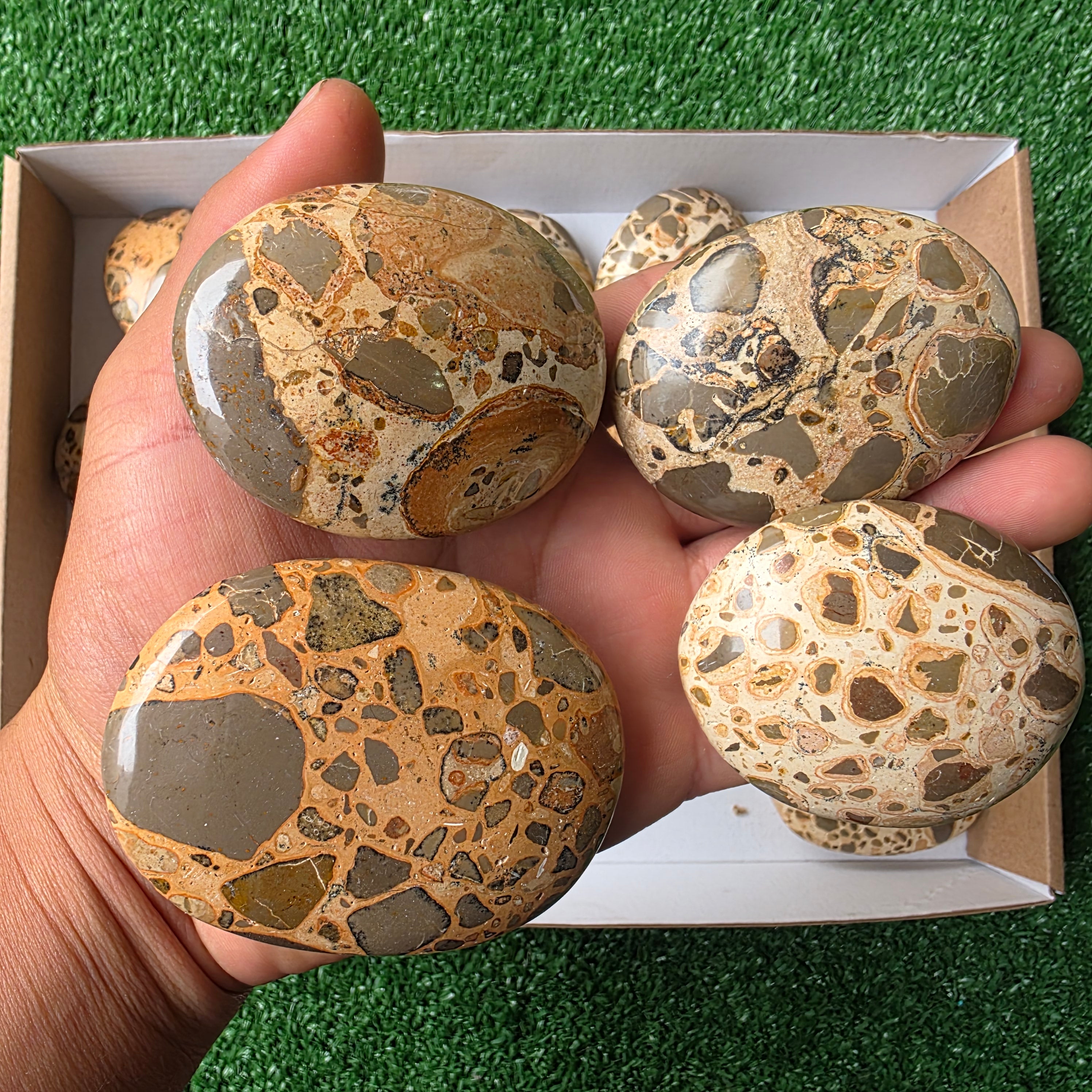 Lot 16 pcs Leopardite Palm