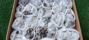 Lot 21 Pcs Pyrite with Calcite*