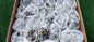 Lot 21 Pcs Pyrite with Calcite*