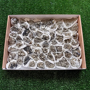 Box pyrite Octahedral