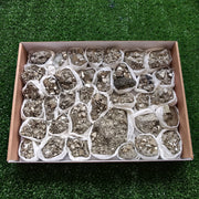 Box pyrite Octahedral