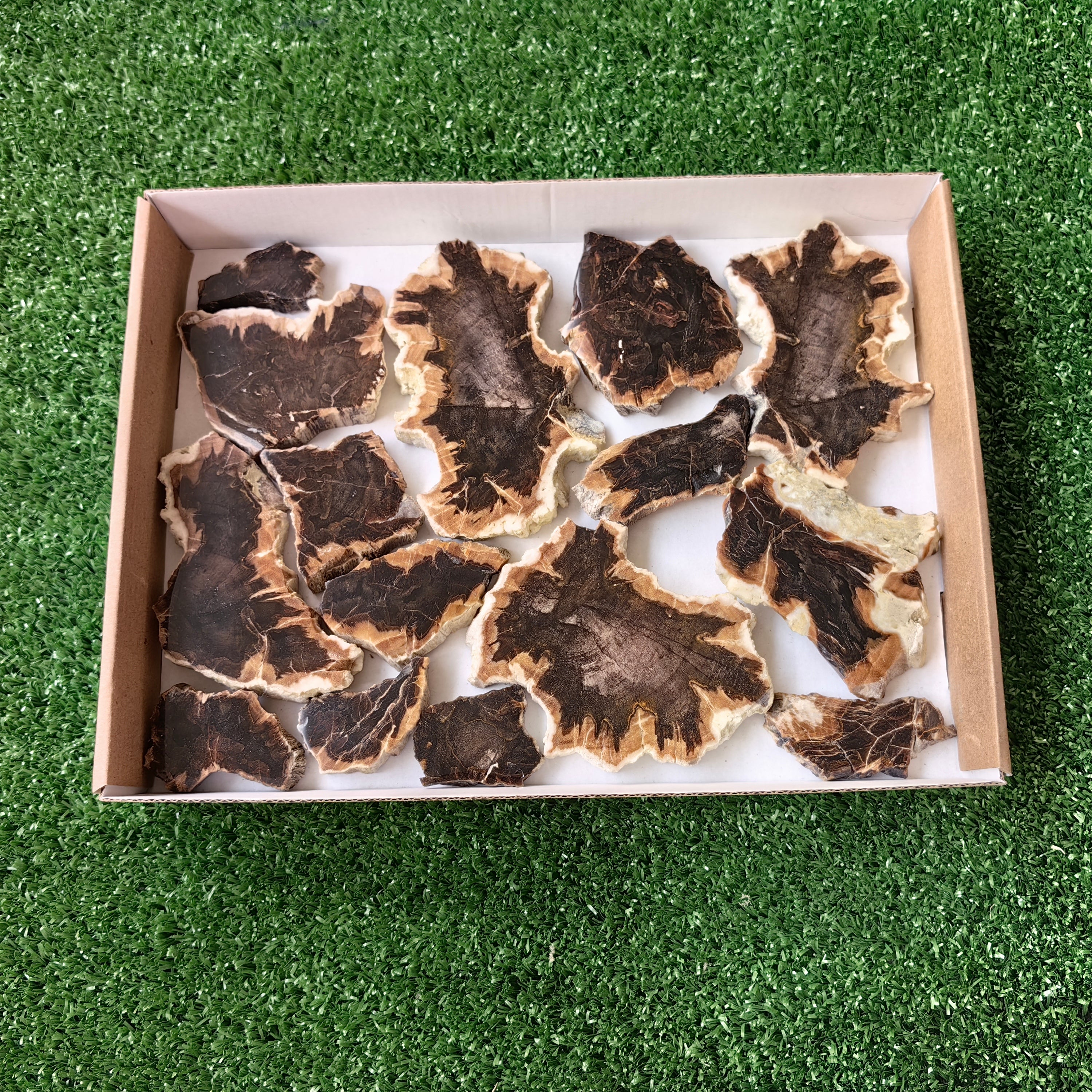 Lot 15 pcs Agatized Fossilized Wood Slices*