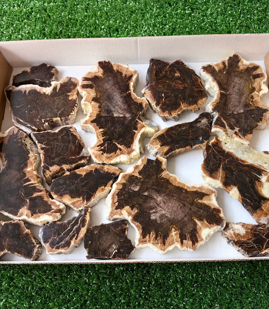 Lot 15 pcs Agatized Fossilized Wood Slices*