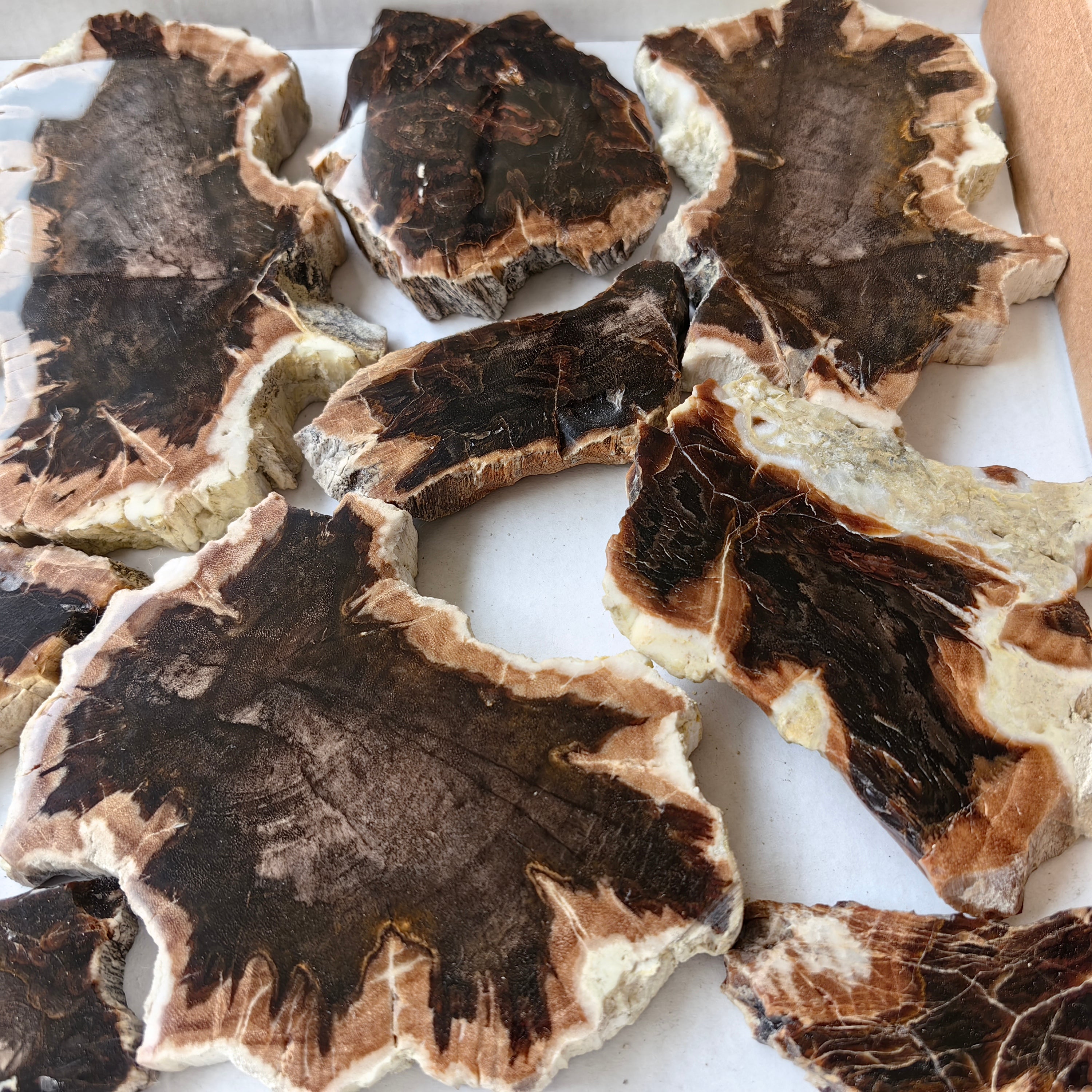 Lot 15 pcs Agatized Fossilized Wood Slices*