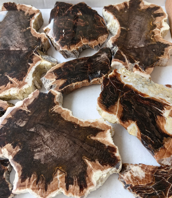 Lot 15 pcs Agatized Fossilized Wood Slices*