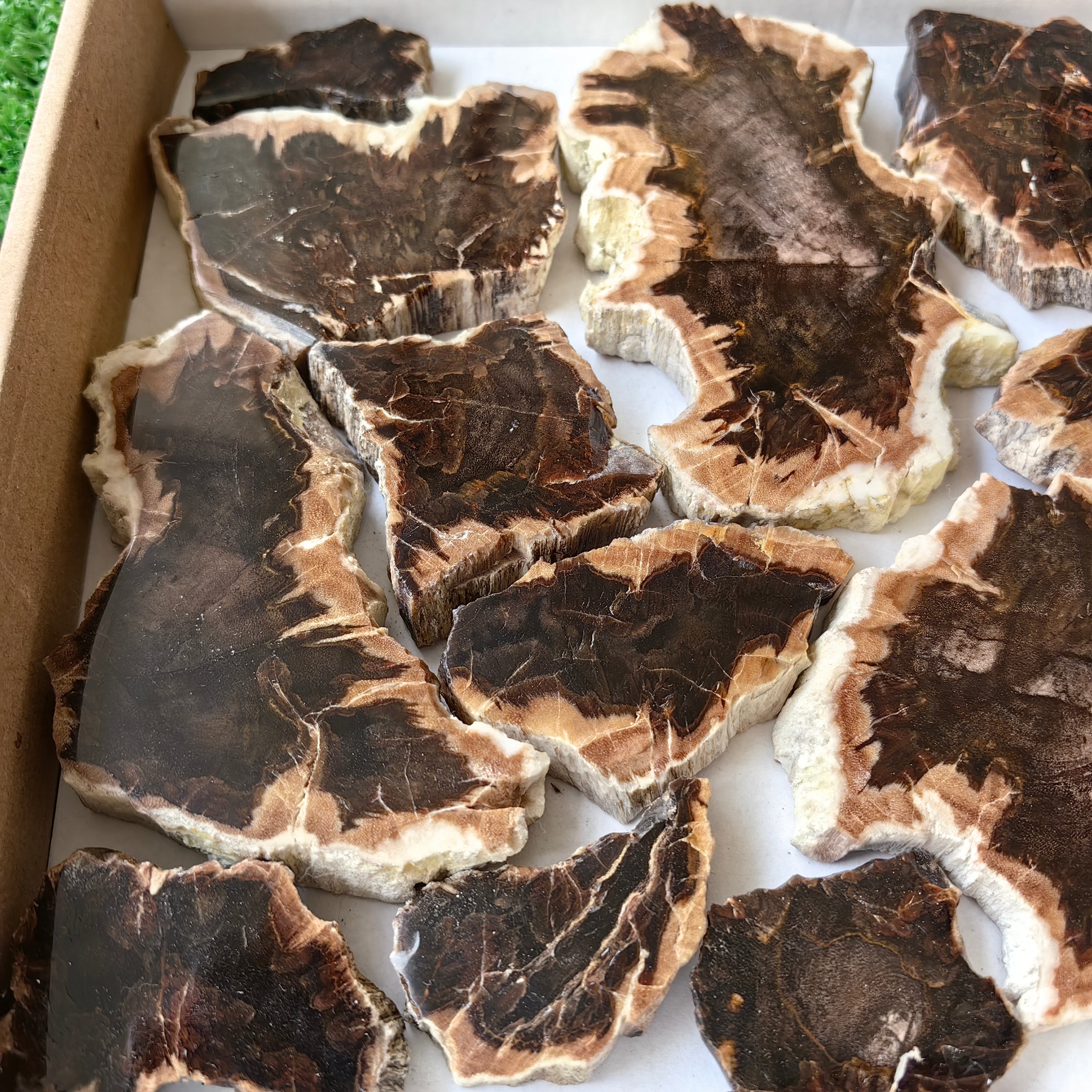 Lot 15 pcs Agatized Fossilized Wood Slices*