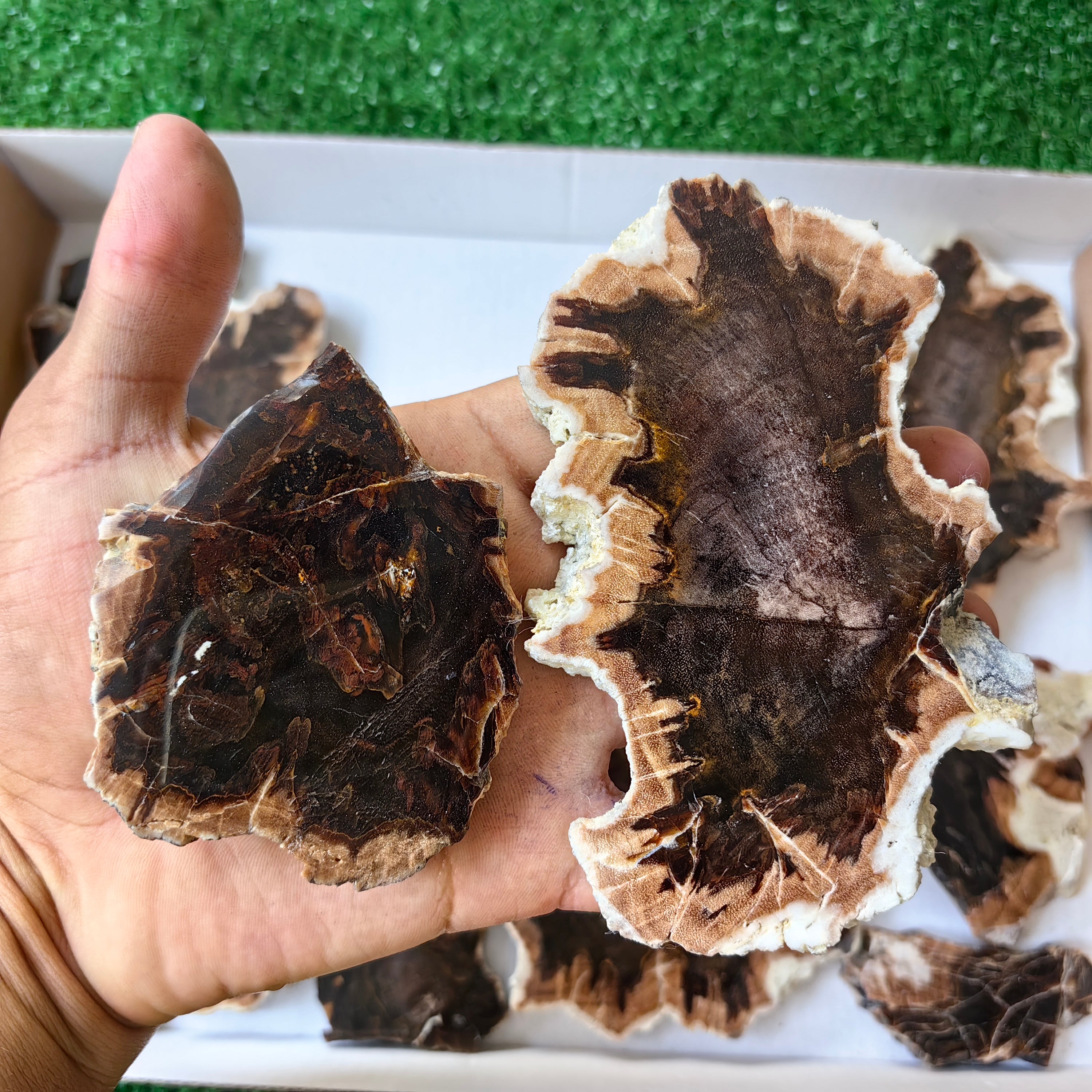 Lot 15 pcs Agatized Fossilized Wood Slices*