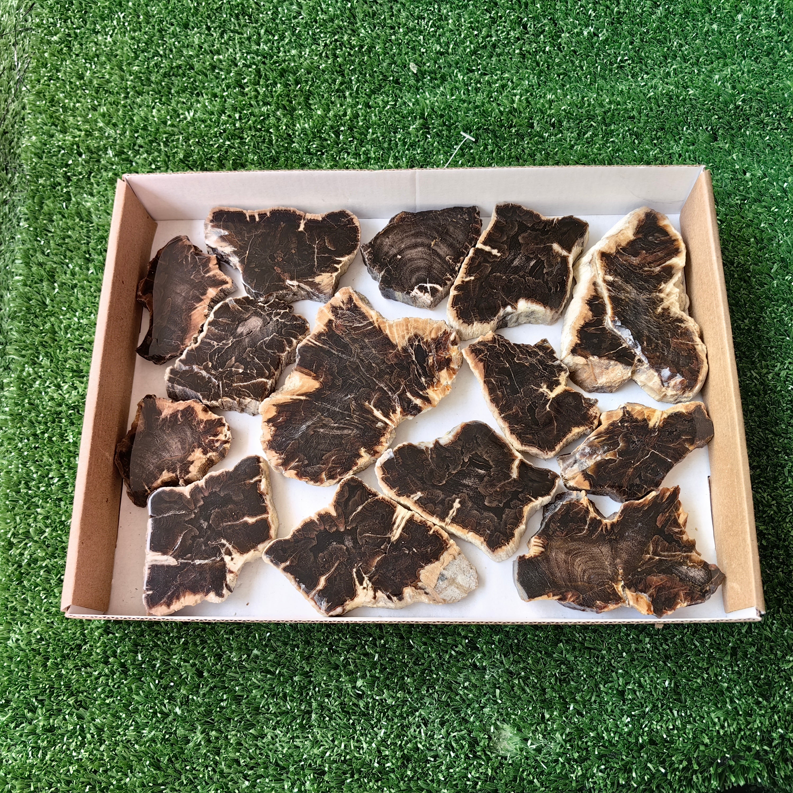 Lot 14 pcs Agatized Fossilized Wood Slices*