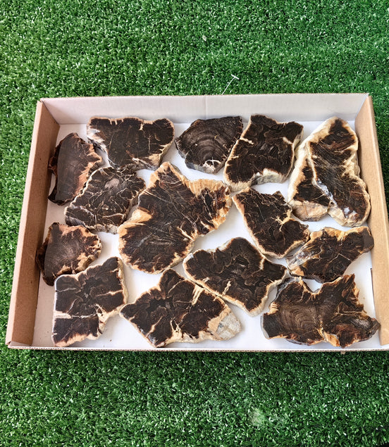 Lot 14 pcs Agatized Fossilized Wood Slices*