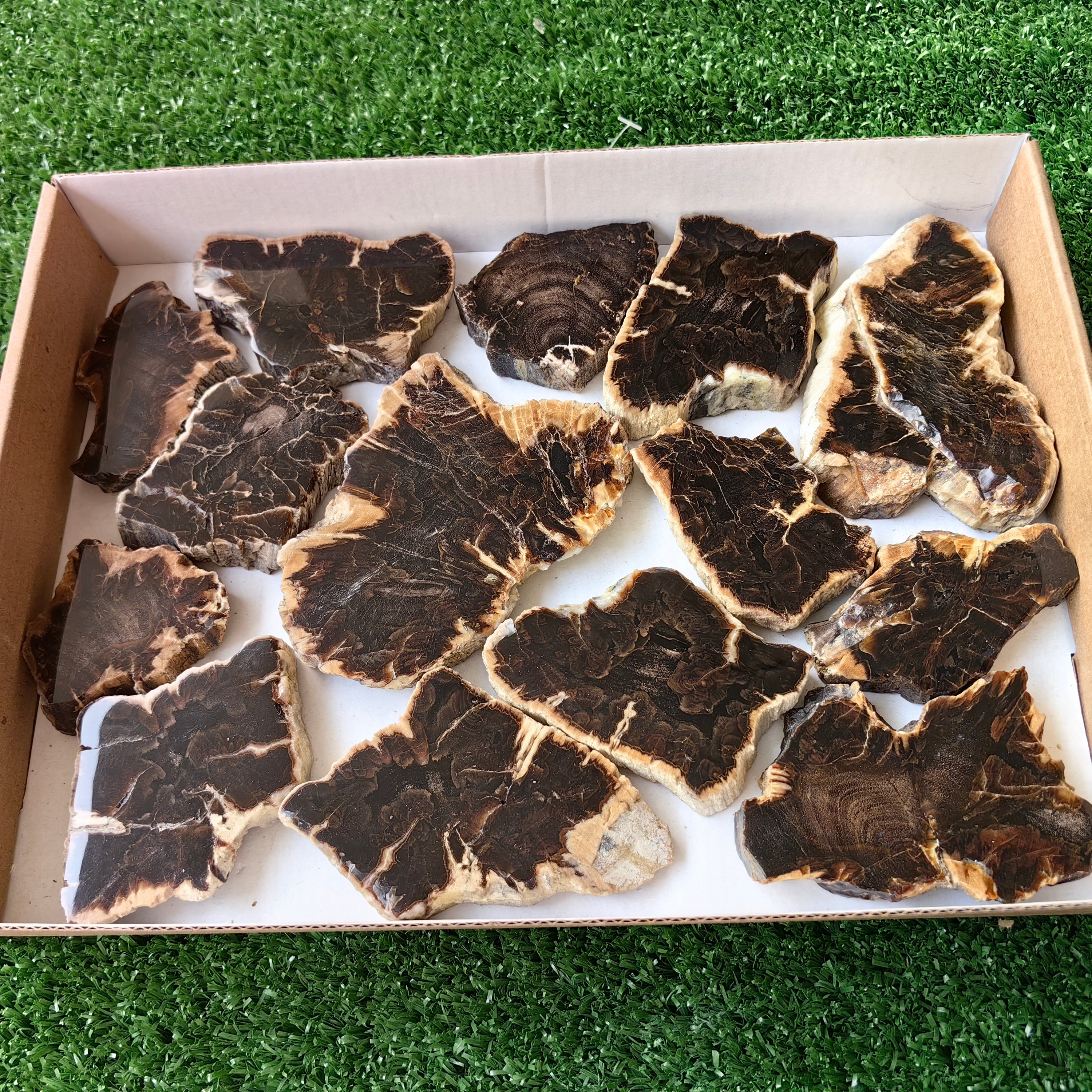 Lot 14 pcs Agatized Fossilized Wood Slices*