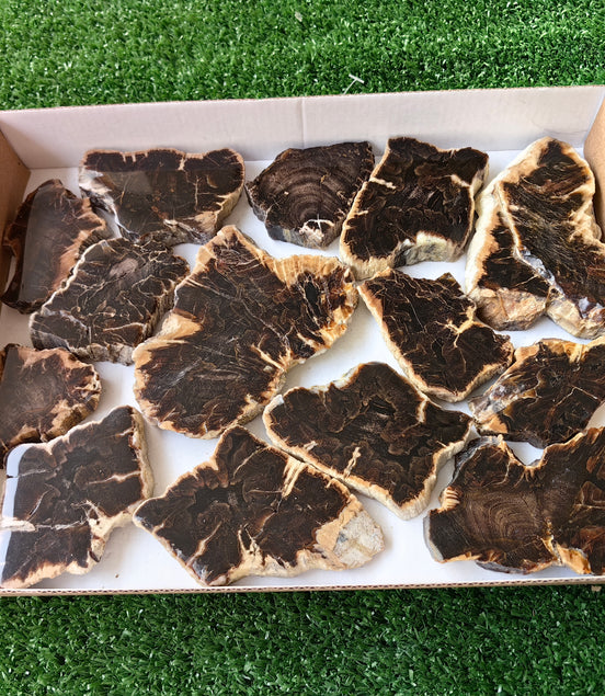 Lot 14 pcs Agatized Fossilized Wood Slices*