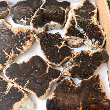 Lot 14 pcs Agatized Fossilized Wood Slices*