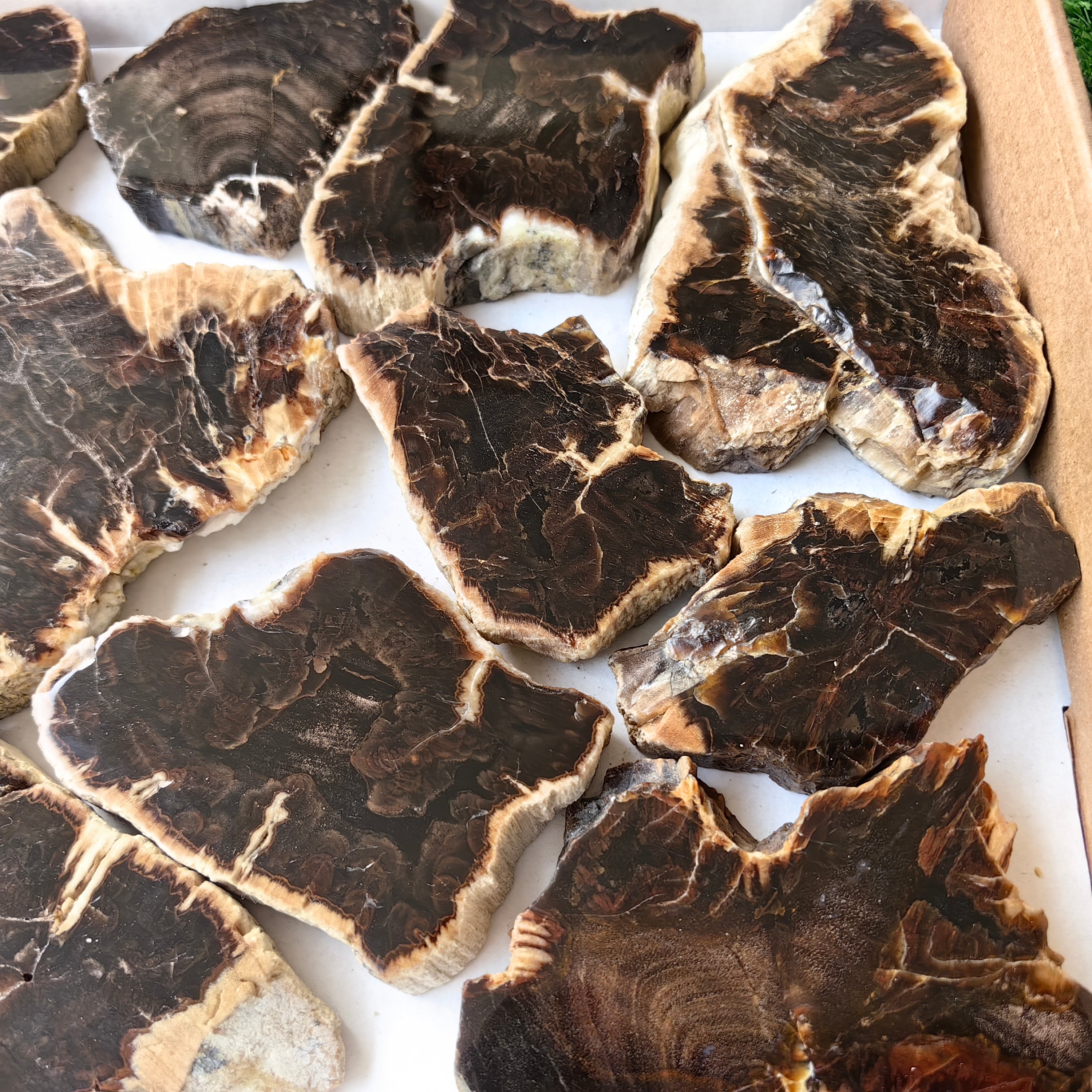 Lot 14 pcs Agatized Fossilized Wood Slices*