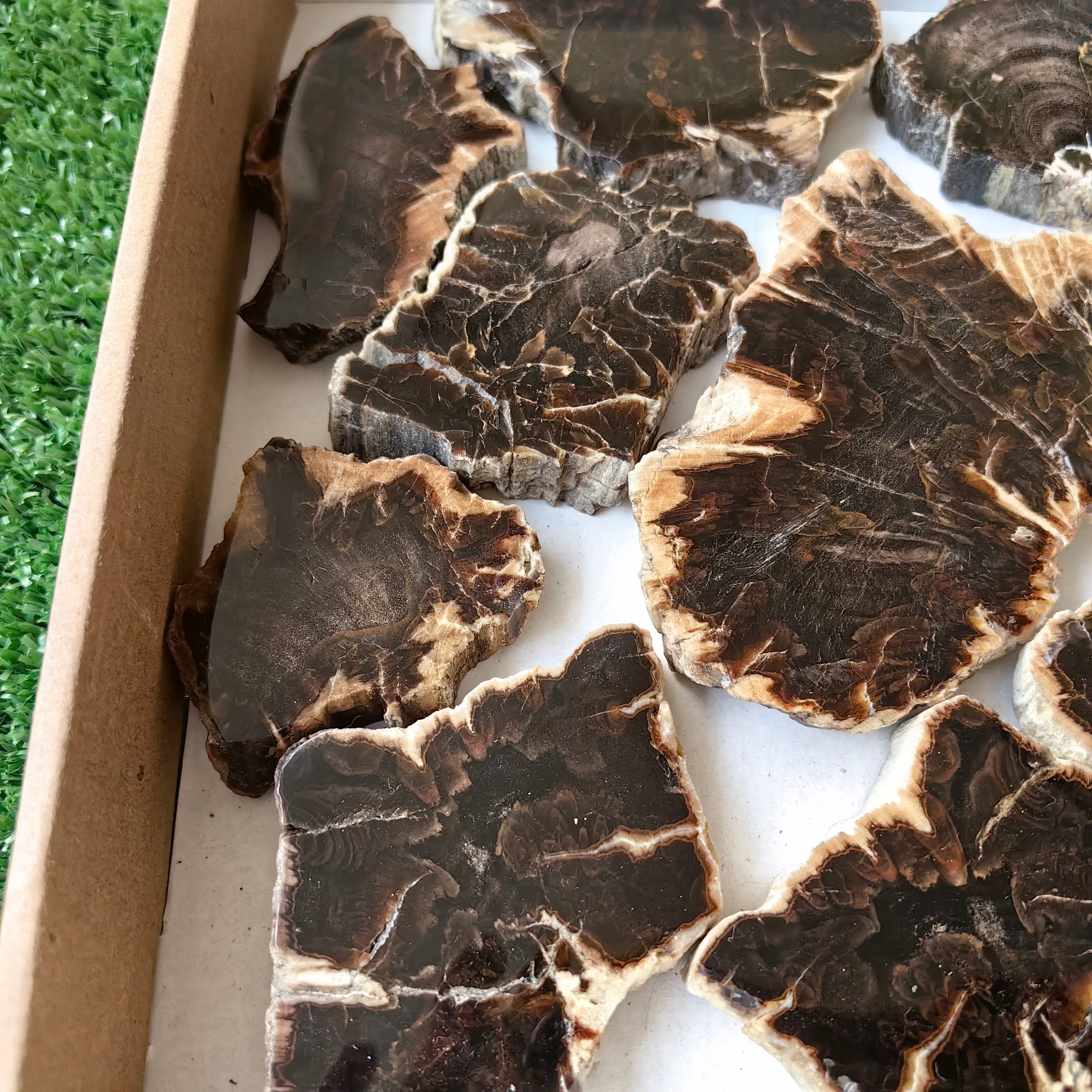 Lot 14 pcs Agatized Fossilized Wood Slices*