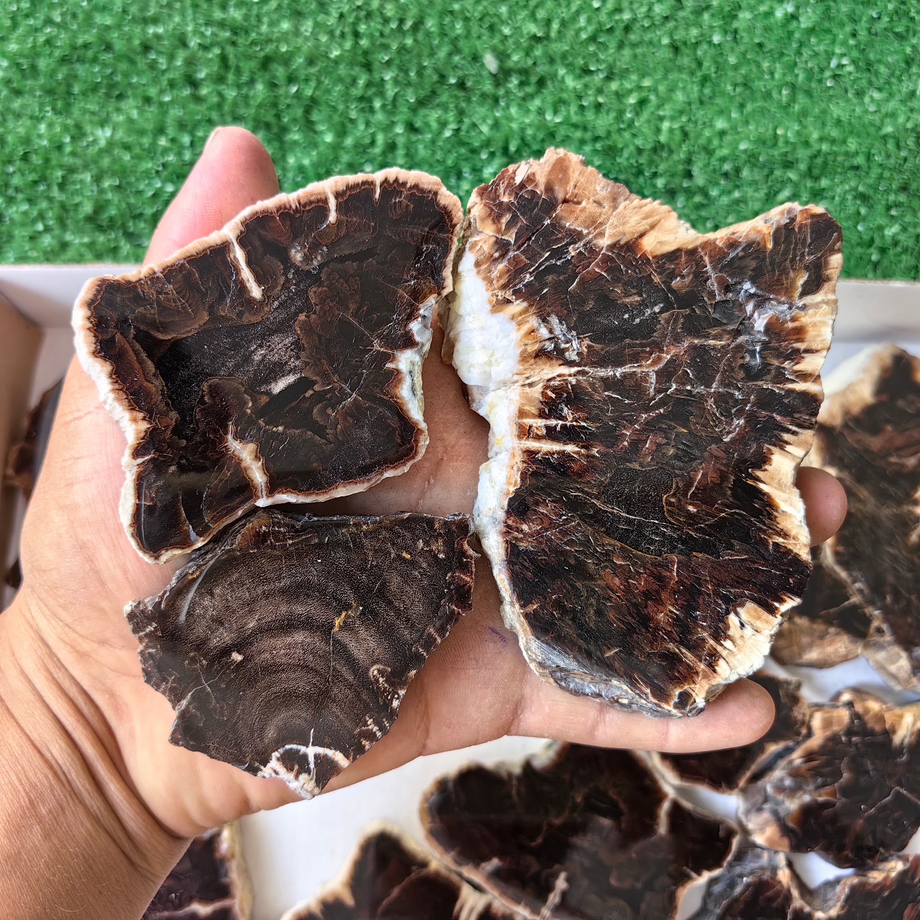 Lot 14 pcs Agatized Fossilized Wood Slices*